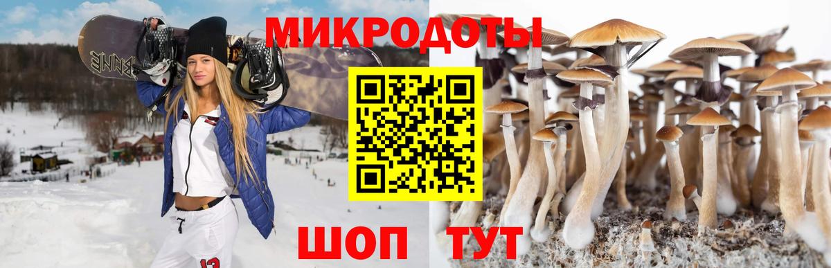 Березники  как найти   Вход с VPN  Галлюциногенные грибы Psilocybe 